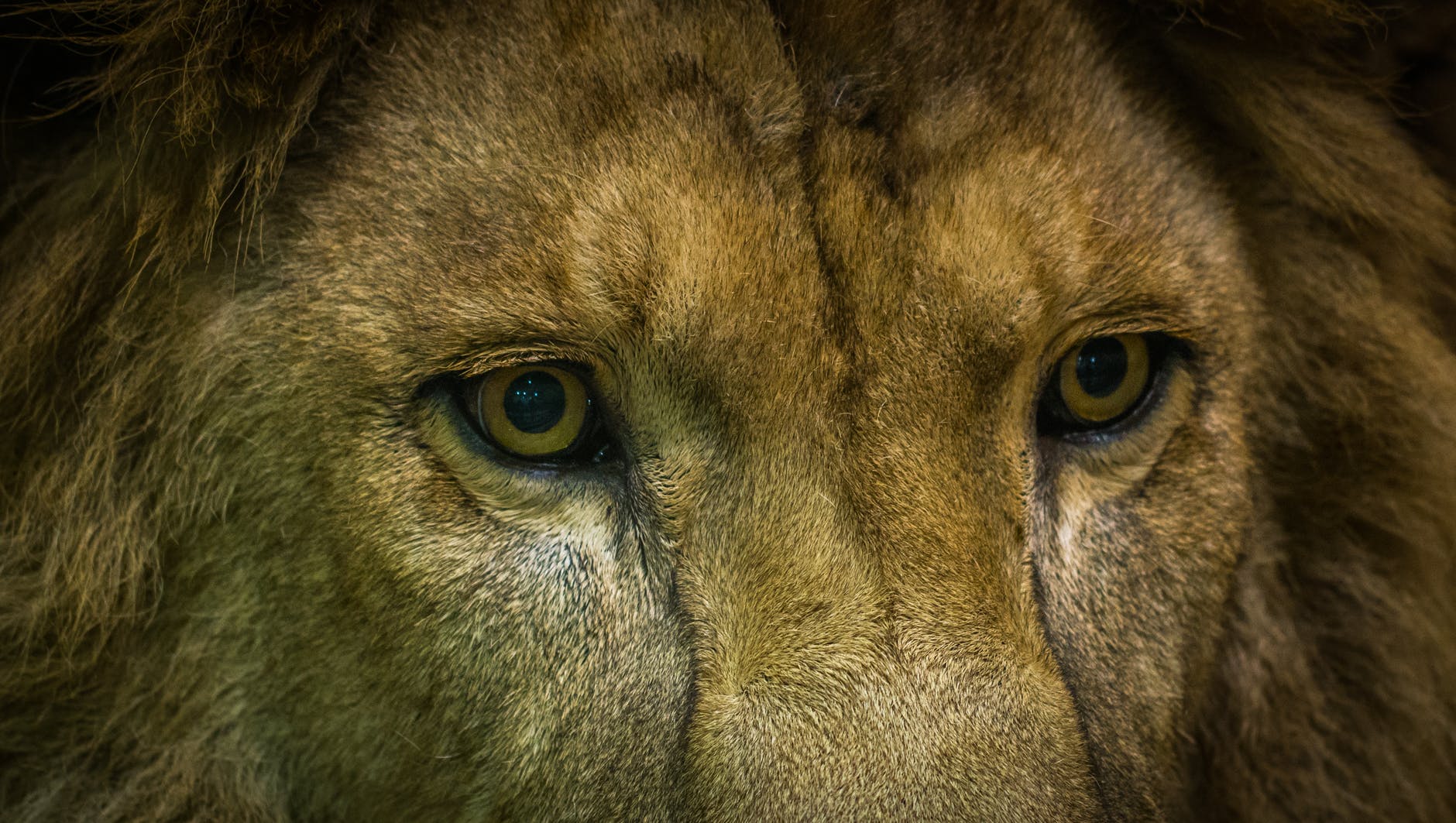 close up shot of lion
